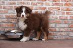 Prachtige Australische herder pups (ouders aanwezig), Dieren en Toebehoren, Honden | Herdershonden en Veedrijvers, België, CDV (hondenziekte)