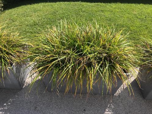 Jardinière Ecopot Paris avec plantes evergreen, Jardin & Terrasse, Plantes | Jardin, Enlèvement