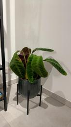 Binnenplant Calathea warscewiczii, Huis en Inrichting, Kamerplanten, Ophalen, Overige soorten, Halfschaduw, Minder dan 100 cm