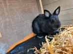 11weken oud konijntje, Dieren en Toebehoren, Konijnen
