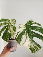 Monstera deliciosa albo variegata, Huis en Inrichting, Kamerplanten, Ophalen of Verzenden