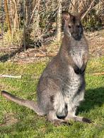 Mannelijke wallaby 2023, Dieren en Toebehoren, Mannelijk