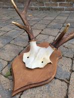 Bois de cerf avec crâne, Collections, Collections Animaux, Enlèvement, Comme neuf, Cerf, Crâne