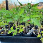 Tomaten en komkommerplanten  5 + 1 gratis, Ophalen