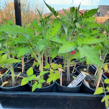 Tomates et plants de concombres 5 + 1 gratuits, Enlèvement
