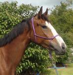 Mooie 4-jarige merrie, Merrie, Minder dan 160 cm, Gechipt, Zadelmak