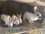 DRIEKLEUR reuzenvlinder + 3 jongen, Dieren en Toebehoren, Konijnen