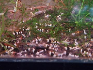 Pure Black line (caridina garnalen) beschikbaar voor biedingen