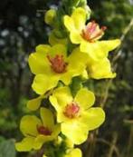Verbascum Olympicum, Ophalen