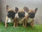 Franse Bulldog pups bij ons thuis geboren, Dieren en Toebehoren, Honden | Bulldogs, Pinschers en Molossers, België, Fokker | Hobbymatig