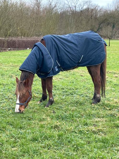 Recreatief paard van 7 jaar, Dieren en Toebehoren, Paarden, Ruin, B, Minder dan 160 cm, 7 tot 10 jaar, Tuigpaard, Met stamboom