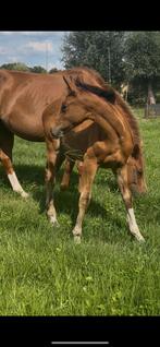 Zeer knap merrieveulen, Dieren en Toebehoren, Paarden, Merrie, Springpaard, Gechipt, 0 tot 2 jaar