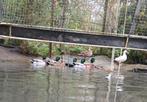 wilde eenden op kleur, Dieren en Toebehoren, Meerdere dieren, Tam