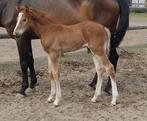 Zeer gaaf springveulen Ecclestone x Nabab de Reve!, Springpaard, 0 tot 2 jaar, Hengst, 170 tot 175 cm