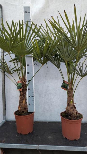 Trachycarpus fortunei Winterhard  beschikbaar voor biedingen