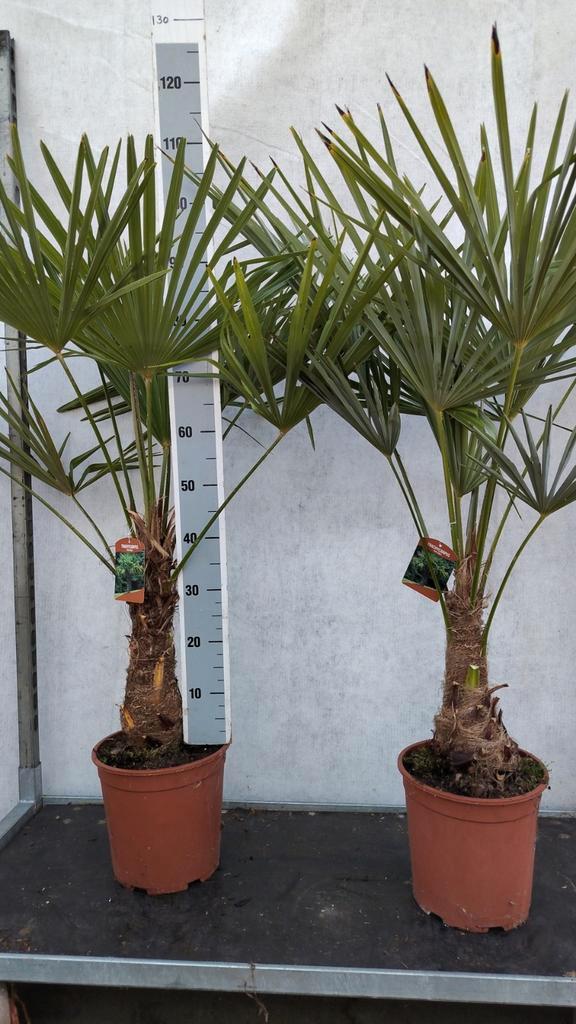 Trachycarpus fortunei Winterhard, Tuin en Terras, Planten | Tuinplanten, Ophalen
