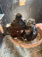 Duiven, Dieren en Toebehoren, Vogels | Duiven, Geslacht onbekend, Overige soorten