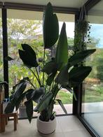 strelitzia nicolai, Ophalen, 200 cm of meer, Overige soorten, Halfschaduw