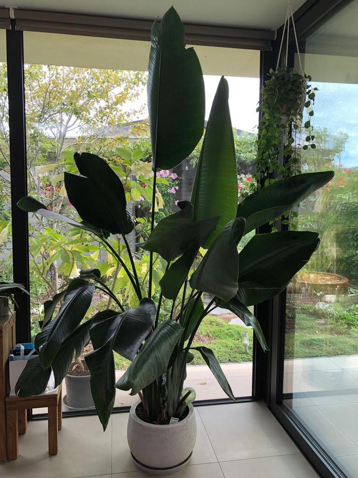 strelitzia nicolai, Huis en Inrichting, Kamerplanten, Overige soorten, 200 cm of meer, Groene kamerplant, Halfschaduw, In pot