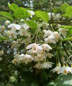 Styrax japonicus, Ophalen
