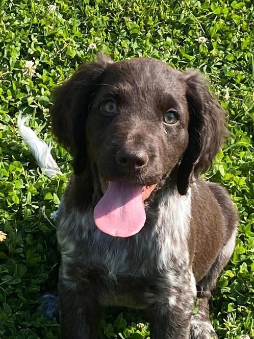 Heidewachtel pups (kleine munsterlander), Dieren en Toebehoren, Honden | Retrievers, Spaniëls en Waterhonden, Meerdere dieren