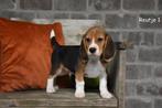 Prachtige Beagle pupjes, Animaux & Accessoires, Chiens | Beagles, Bassets & Chiens courants, Beagle, Plusieurs, Parvovirose, Belgique