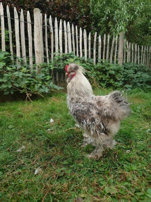 Zijdehaantjes te koop, Dieren en Toebehoren, Pluimvee, Kip, Mannelijk