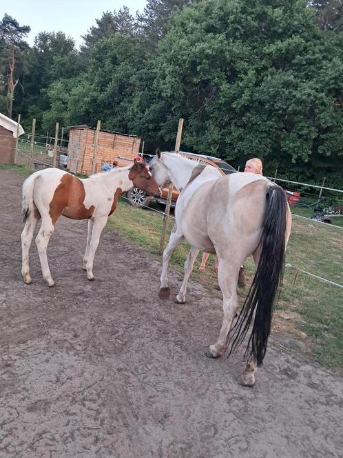 Paint merrie veulen, Dieren en Toebehoren, Paarden, Hengst