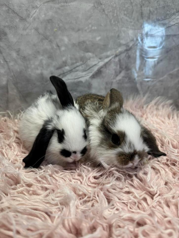 Leeuwekopjes x dwergkonijn, Dieren en Toebehoren, Konijnen