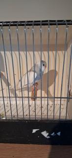 Homme perruche, Animaux & Accessoires, Oiseaux | Perruches & Perroquets