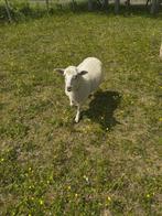 Papfles lam, Dieren en Toebehoren, Schapen, Geiten en Varkens, Mannelijk, Schaap, 0 tot 2 jaar