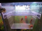 RED-FIRE Ancistrus Longfin per 3 stuks, Dieren en Toebehoren, Vis, Zoetwatervis