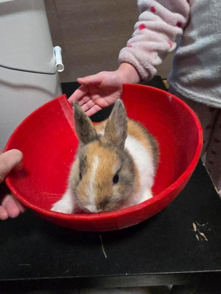 Tamme konijtje, Dieren en Toebehoren, Knaagdieren, Meerdere dieren, Overige typen, Oktober, Tam