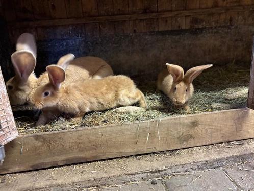 Raszuivere gele Vlaamse reuzen, Dieren en Toebehoren, Konijnen, Groot, Meerdere dieren, 0 tot 2 jaar