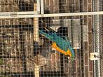 Blauwgele ara, Geslacht onbekend, Papegaai, Geringd