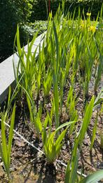 Gele iris te koop, Tuin en Terras, Ophalen, Zo goed als nieuw