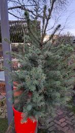 Zilverspar Picea Omorika met denappeltjes lokt vogels, In pot, Overige soorten, Ophalen, 100 tot 250 cm