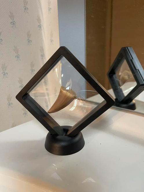 Displays voor fossielen, juwelen, edelstenen, Verzamelen, Mineralen en Fossielen, Ophalen of Verzenden