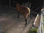 Zwartbles schapenbok eenjarige dekbok, Mannelijk, Schaap, 0 tot 2 jaar