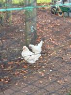 Kruising OPAL LAVENDER en aracuna 2hennen, Dieren en Toebehoren, Pluimvee, Vrouwelijk