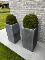 Plantenbakken betonlook met buxus 2 stuks, Tuin en Terras, Ophalen, Zo goed als nieuw