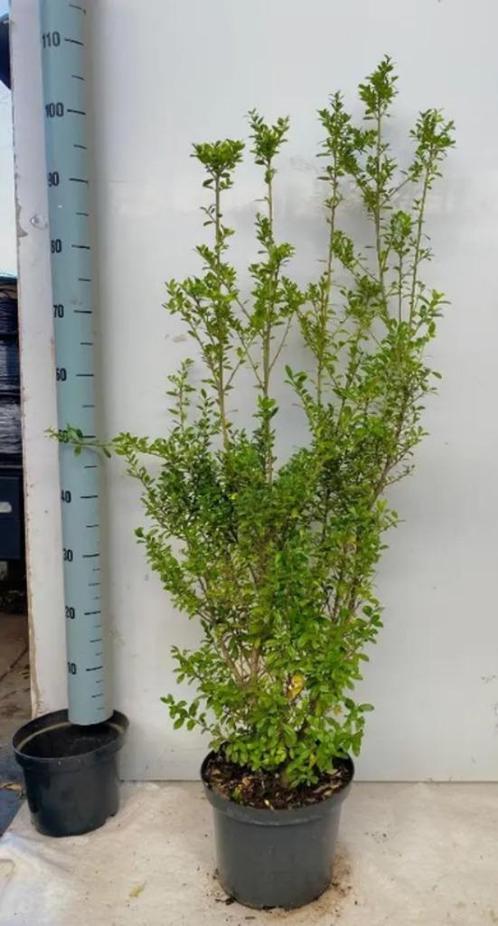 Ilex crenata 'Caroline Upright' 60/80 C5L, Tuin en Terras, Planten | Tuinplanten, Ophalen of Verzenden