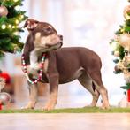 Prachtige American Bully pups, Parvovirose, Plusieurs animaux, 8 à 15 semaines, Éleveur | Professionnel