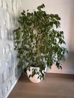 Ficus 1m60, Huis en Inrichting, Kamerplanten, Ophalen, Ficus