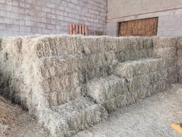 Hooi en stro kleine pakken stofvrij ideaal voor paarden  beschikbaar voor biedingen