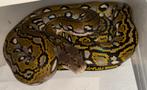 1.1 Python réticulé Aztec, Slang, Met terrarium, 0 tot 2 jaar