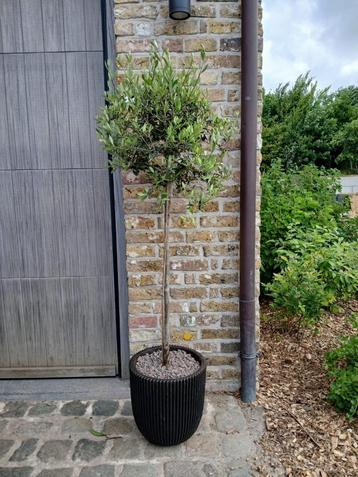 olijfboom - olijfbomen beschikbaar voor biedingen