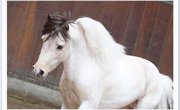 Dunskin splash tobiano amha/nmprs hengst, Dieren en Toebehoren, Pony's, Hengst