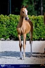 Jaarling merrie springpaard, Dieren en Toebehoren, Springpaard, Merrie, 0 tot 2 jaar, Gechipt