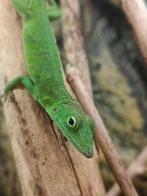 1.1 Anolis garmani koppel (Houten), Dieren en Toebehoren